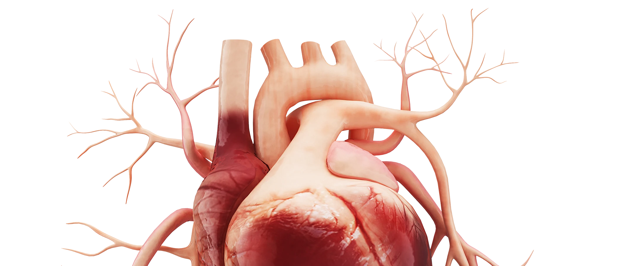 Cardiology: early detection <span>of&nbsp;cardiovascular risks</span>