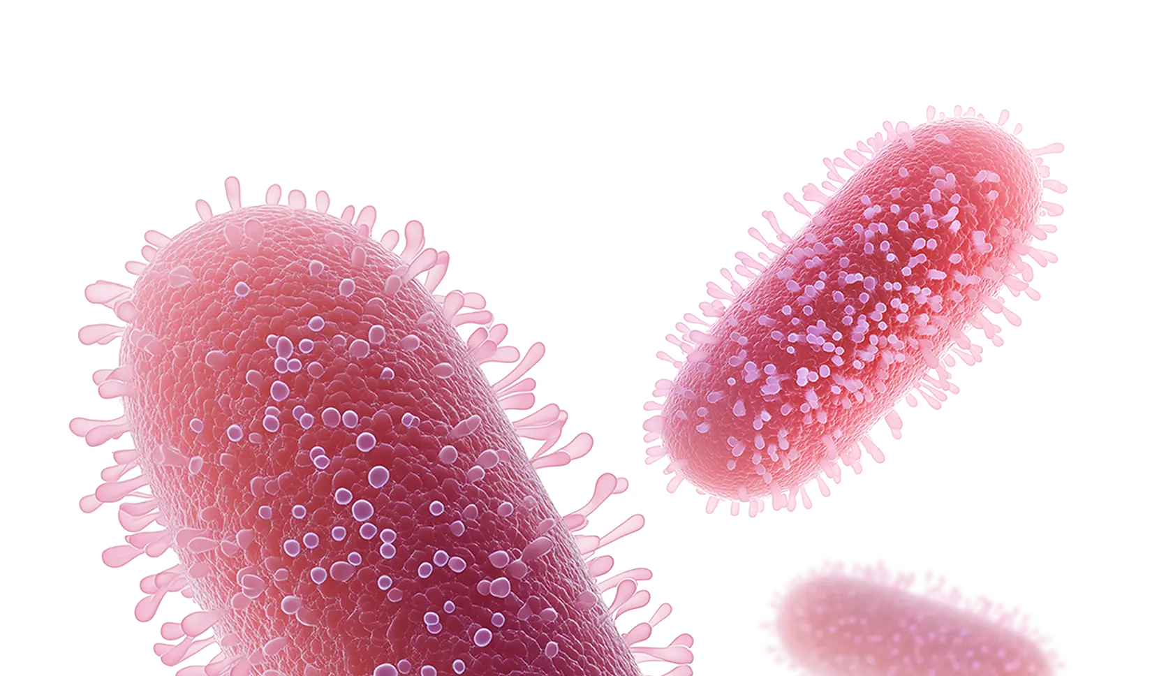 Bacterial infections: <span>rapid & reliable</span> pathogen detection